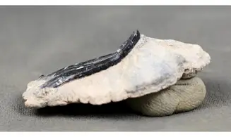 Dasyatis species