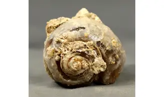 Fossile en calcédoine