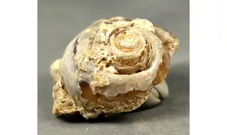 Fossile en calcédoine