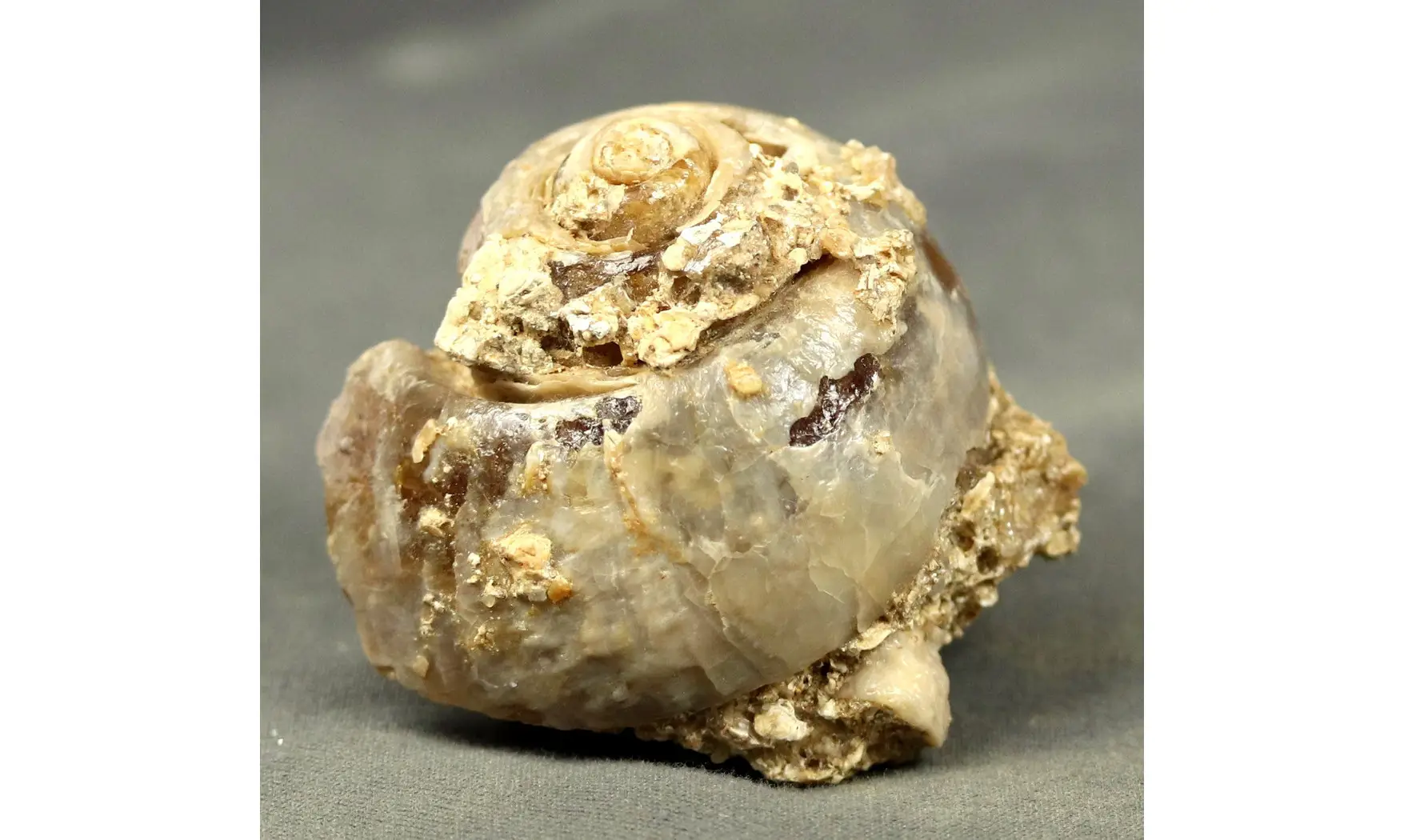 Fossile en calcédoine
