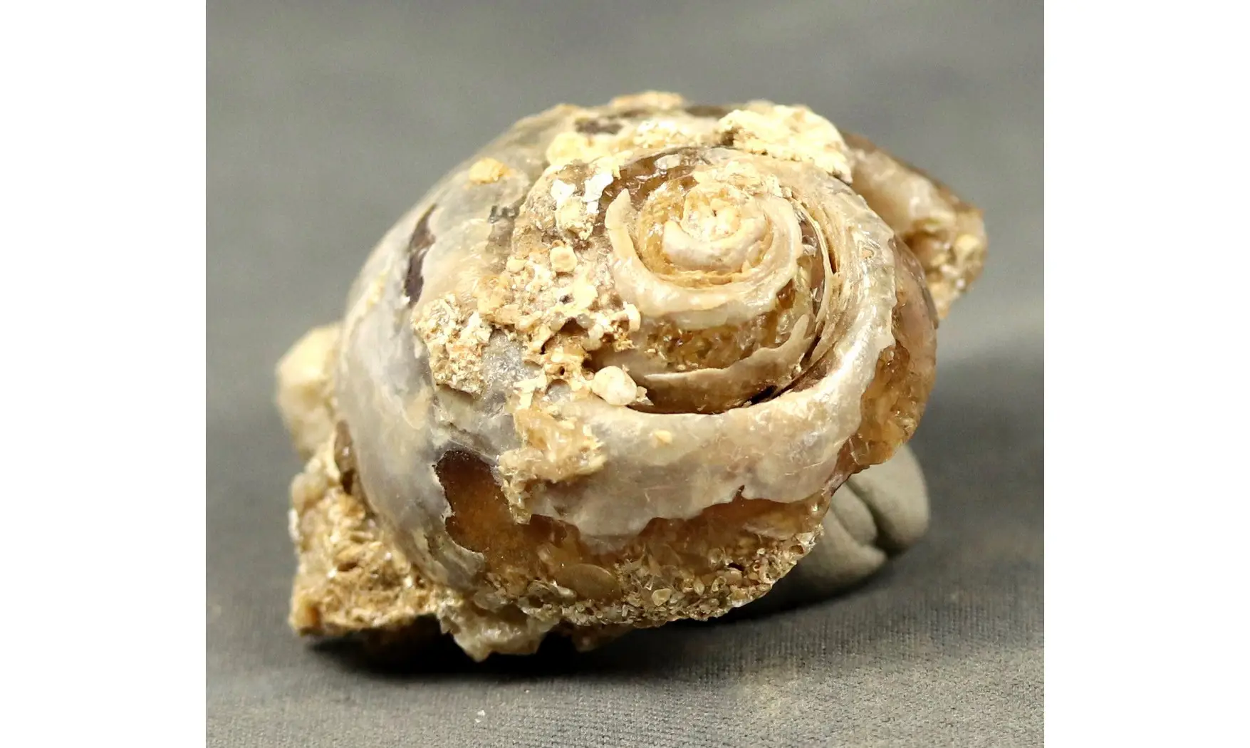 Fossile en calcédoine
