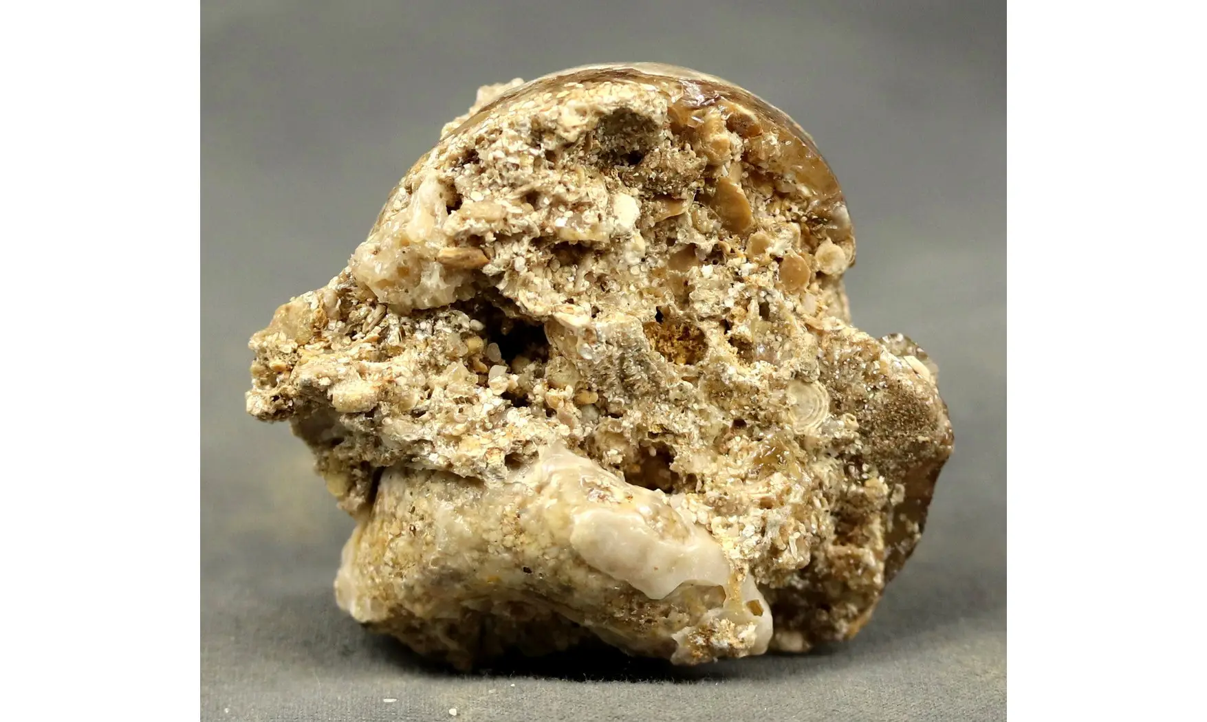 Fossile en calcédoine