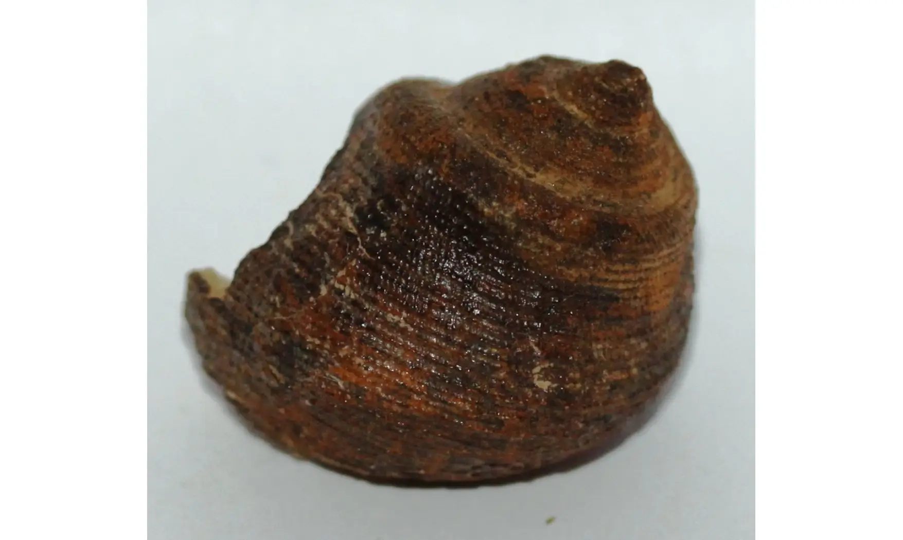 CINCLIDONEMA MAROCENSIS
