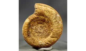 Leptosphinctes sp.