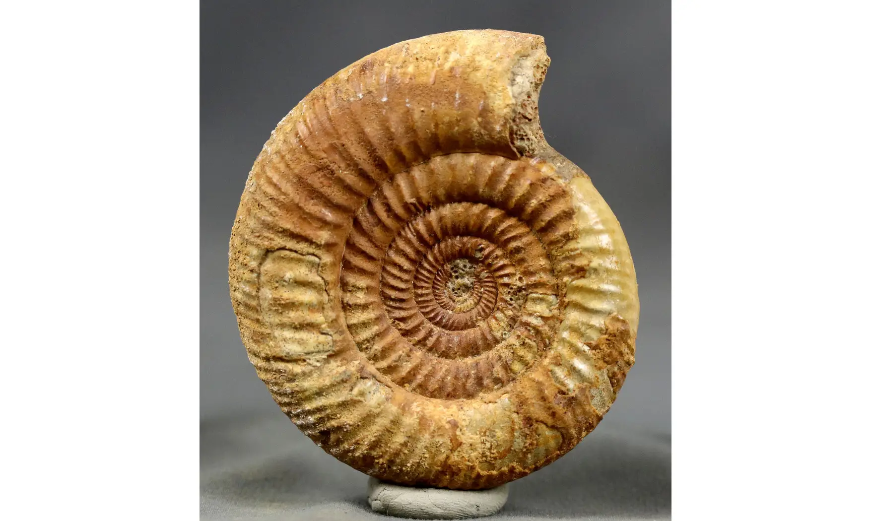 Leptosphinctes sp.