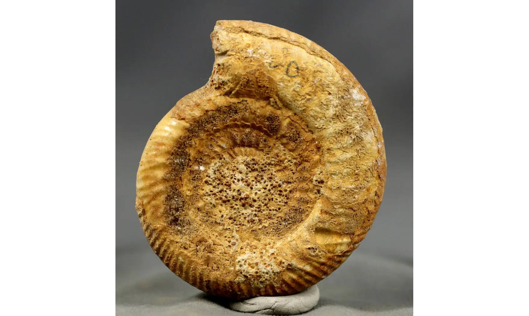Leptosphinctes sp.