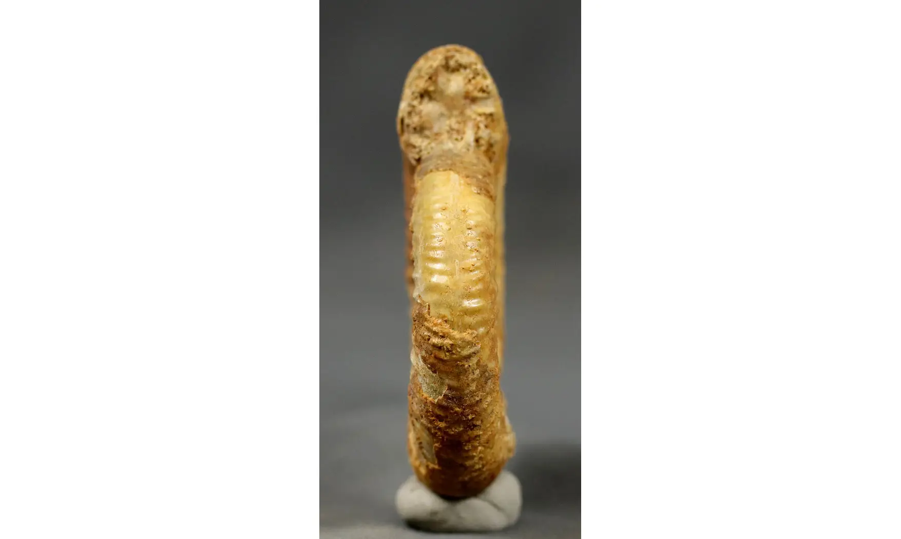 Leptosphinctes sp.