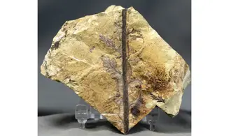 Cladophebis sp.