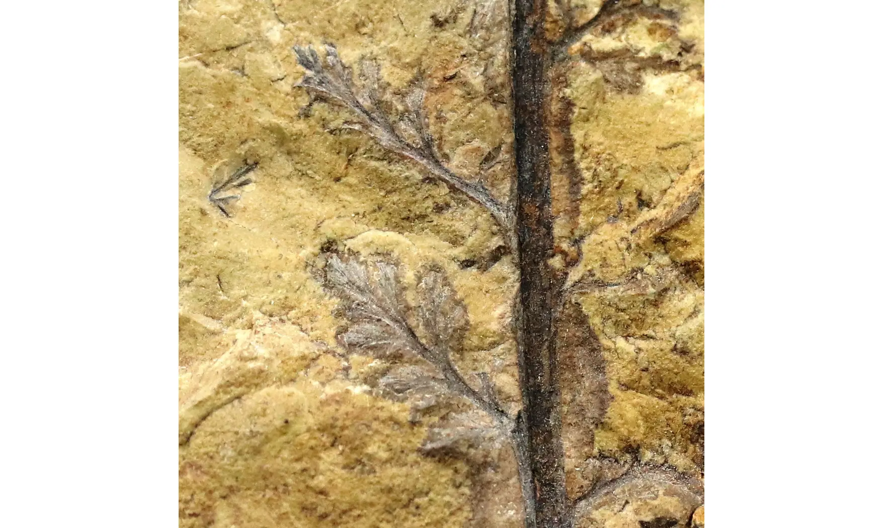 Cladophebis sp.