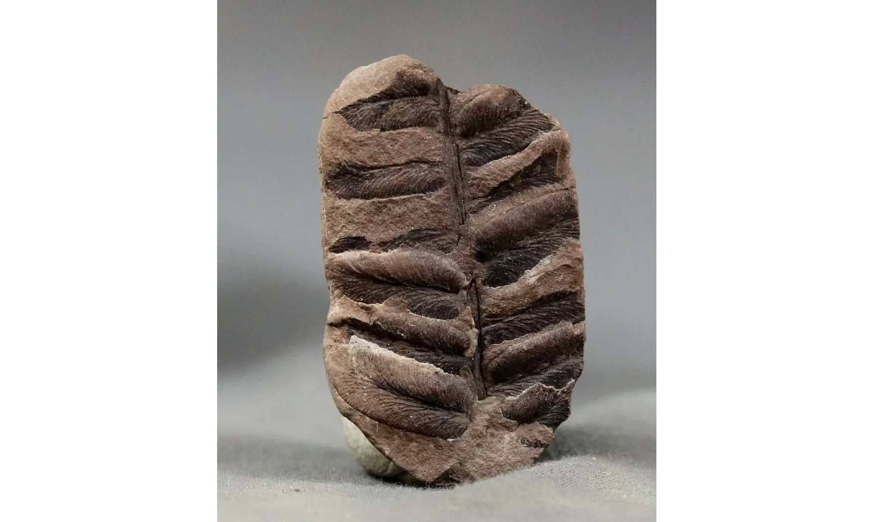 Pteridospermatophyta