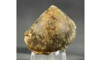 Plagiostoma subcardiformis