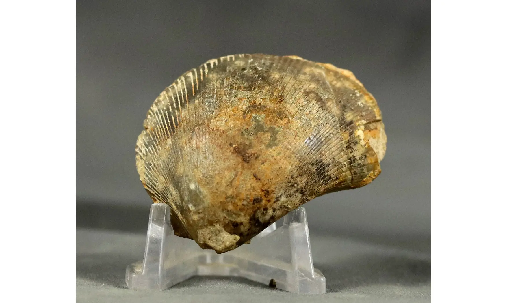 Plagiostoma subcardiformis