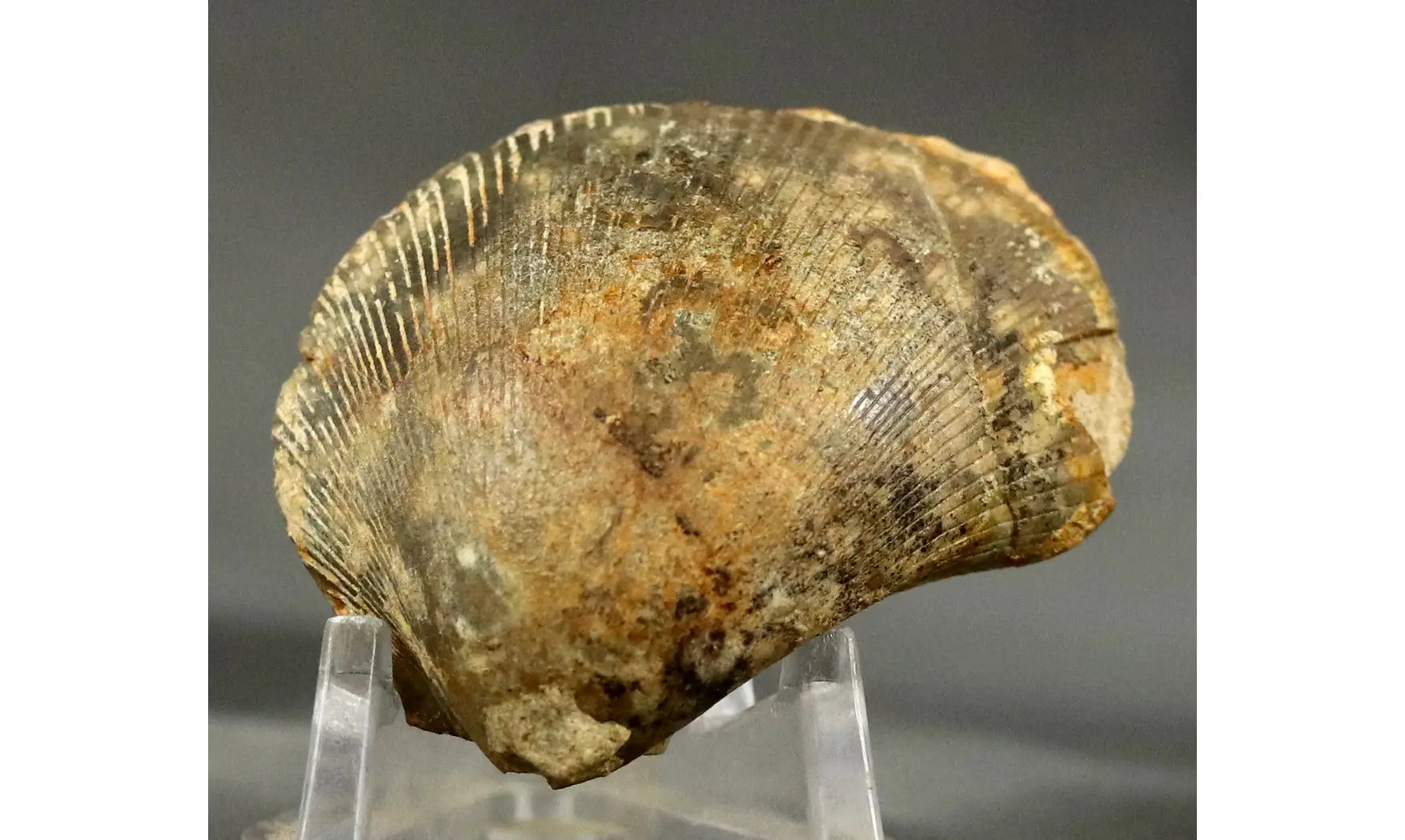 Plagiostoma subcardiformis