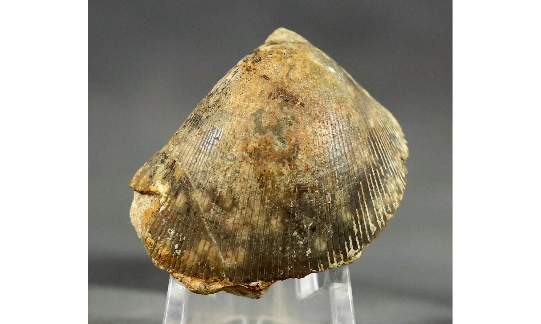 Plagiostoma subcardiformis