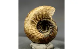 Cadomites rectelobatus