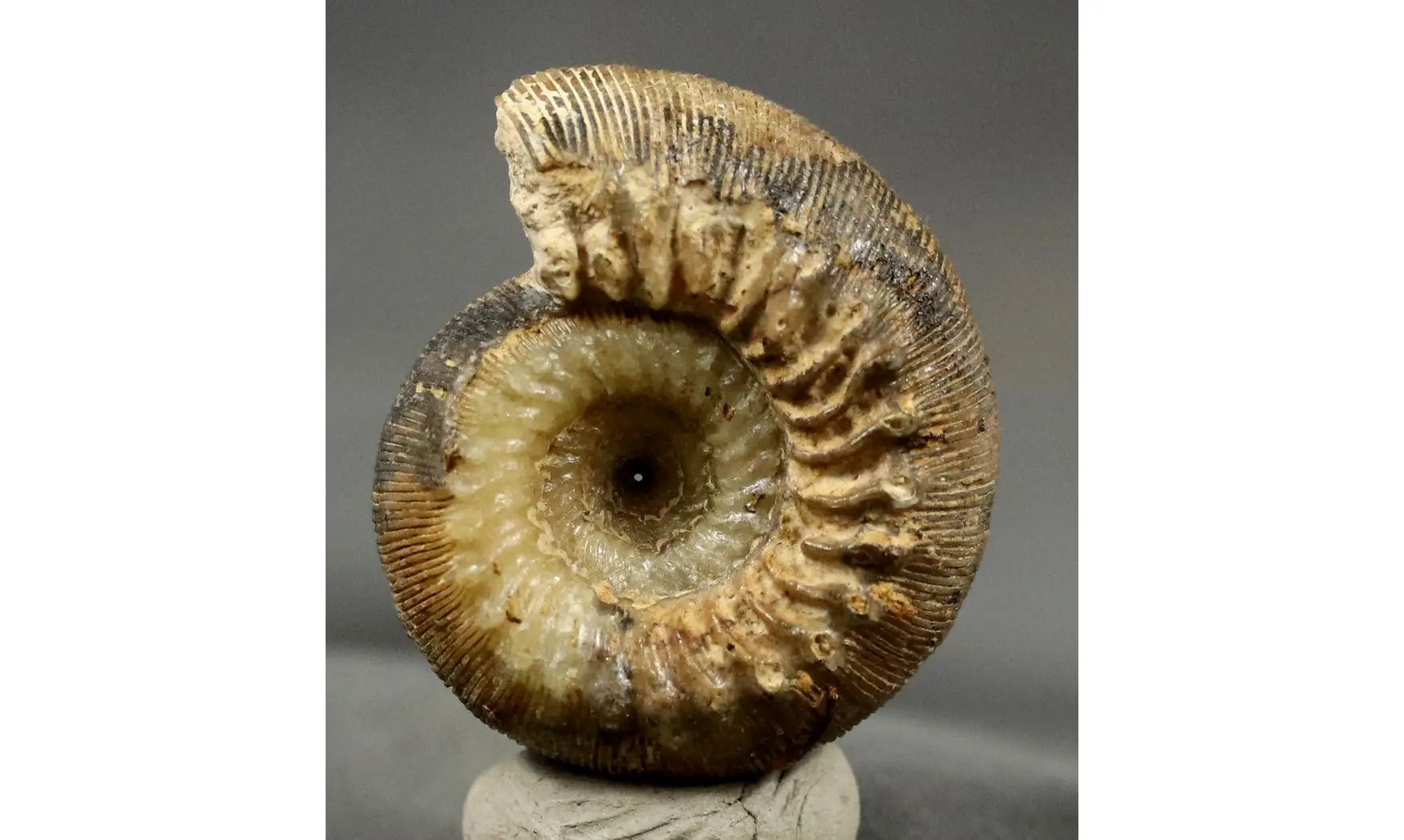 Cadomites rectelobatus