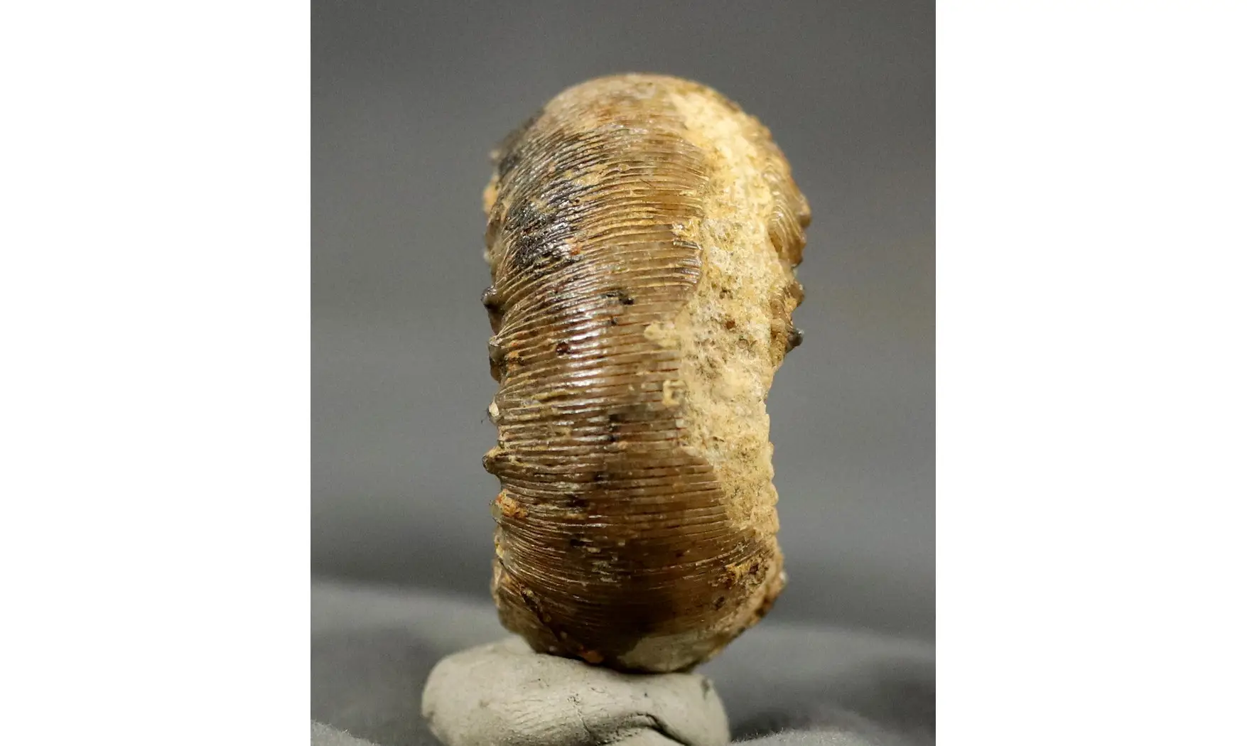 Cadomites rectelobatus