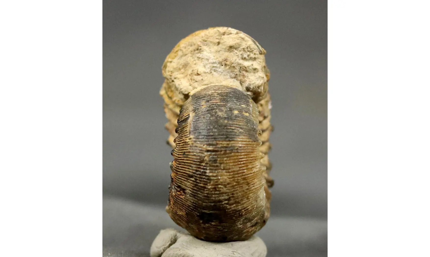 Cadomites rectelobatus
