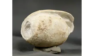 Itieria aff. Cabanetiana