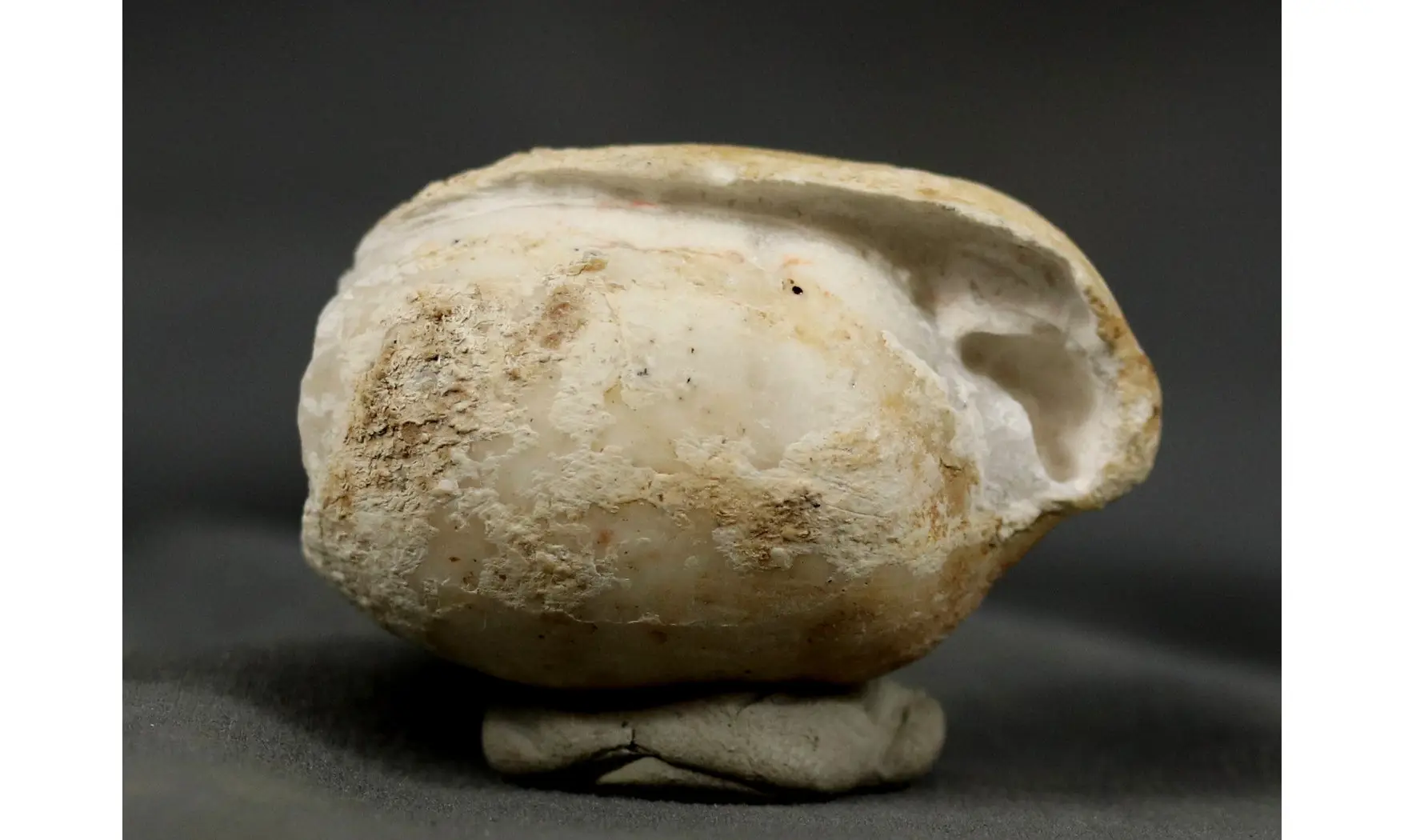 Itieria aff. Cabanetiana