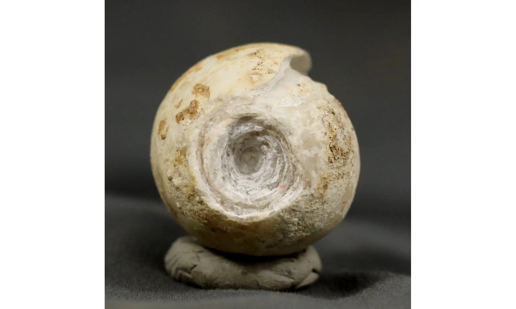 Itieria aff. Cabanetiana