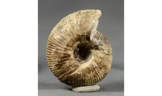 Morphoceras multiformis