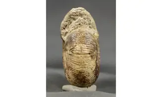 Morphoceras multiformis