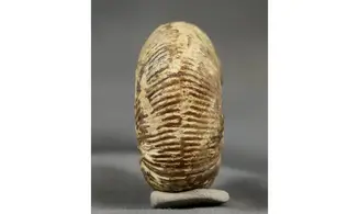 Morphoceras multiformis
