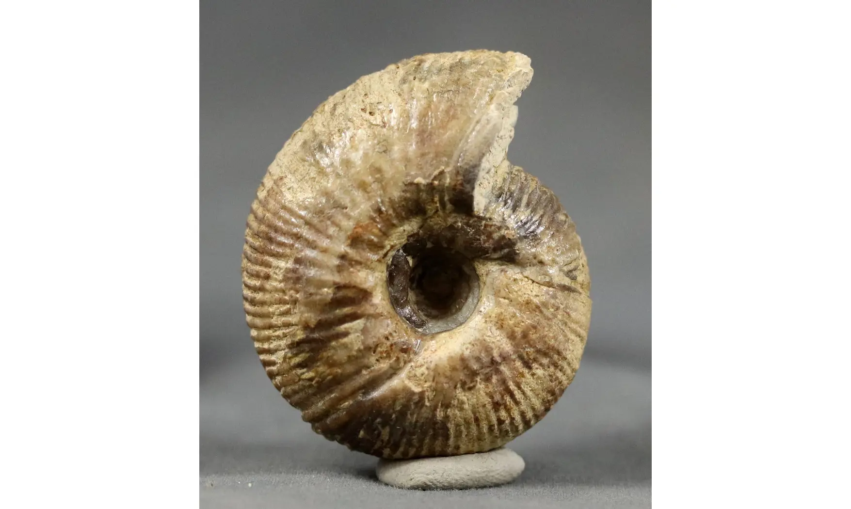 Morphoceras multiformis