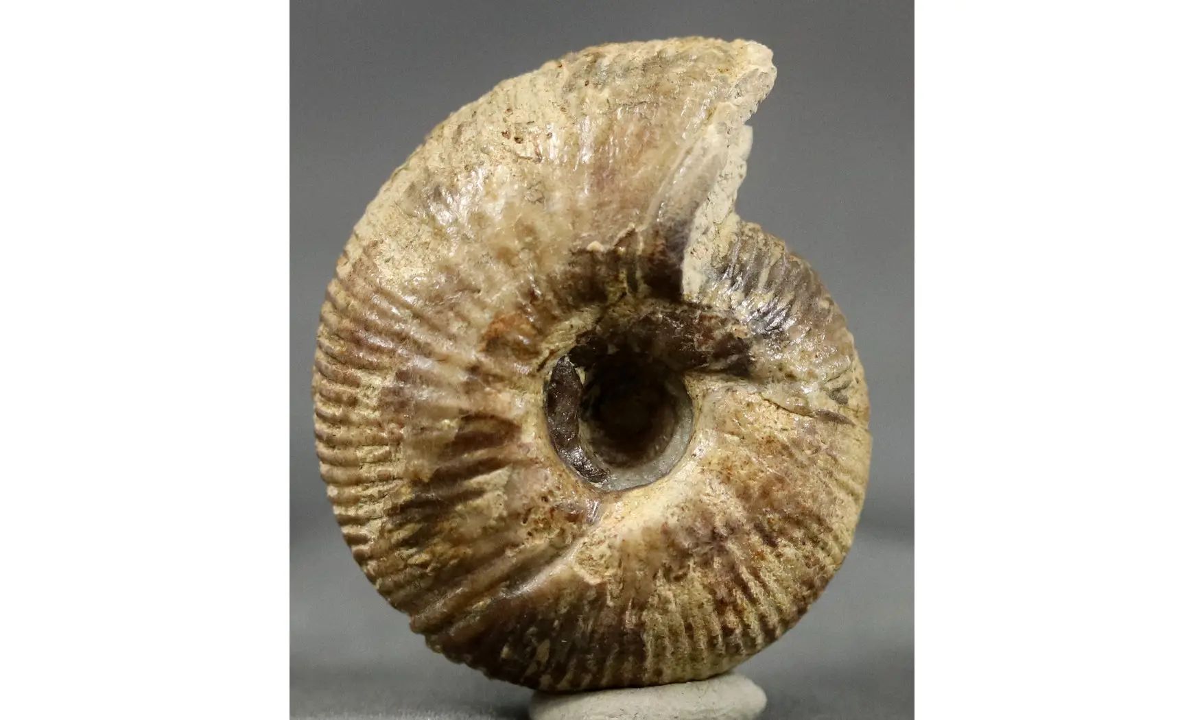 Morphoceras multiformis