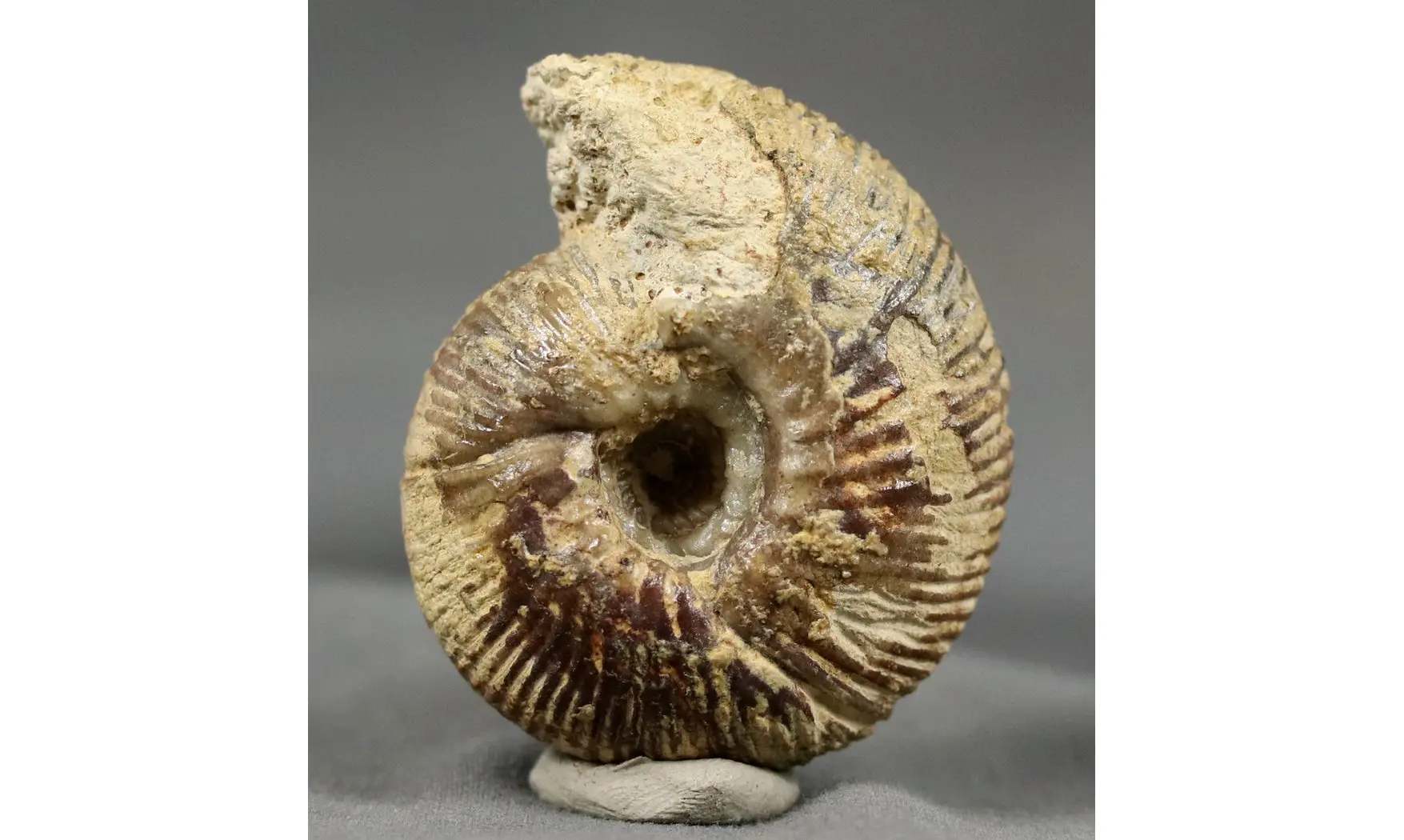 Morphoceras multiformis