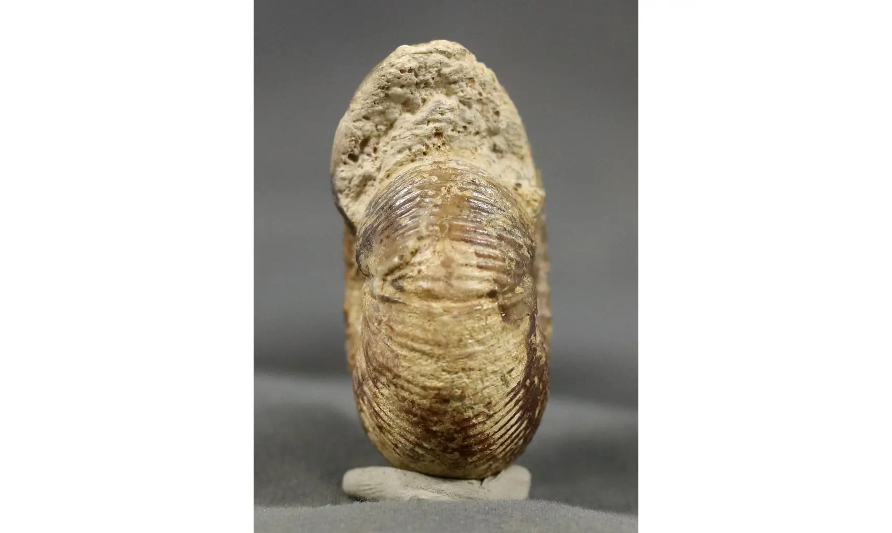 Morphoceras multiformis