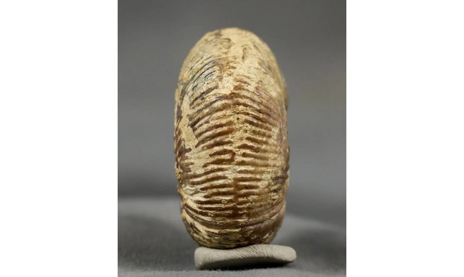 Morphoceras multiformis