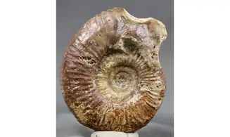 Procerites aurigera (Siemiradzkia)