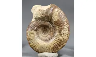 Procerites aurigera (Siemiradzkia)