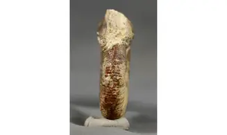 Procerites aurigera (Siemiradzkia)