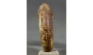 Procerites aurigera (Siemiradzkia)