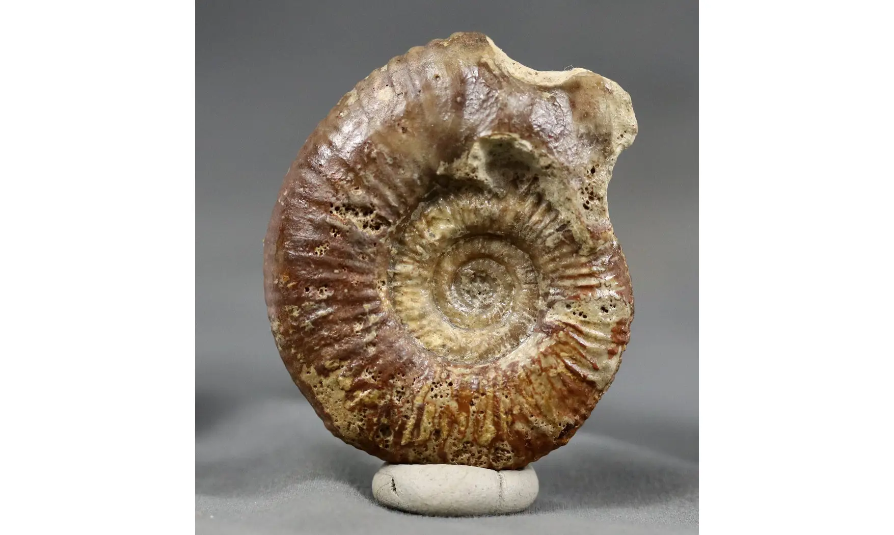 Procerites aurigera (Siemiradzkia)