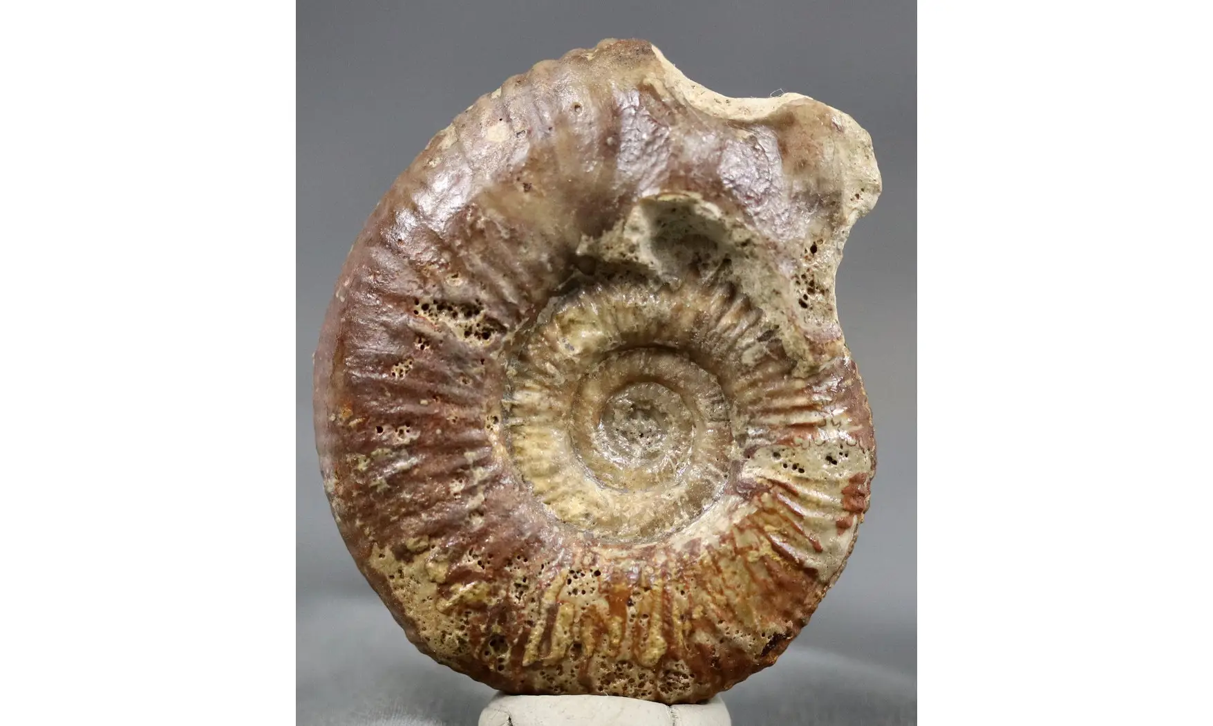 Procerites aurigera (Siemiradzkia)