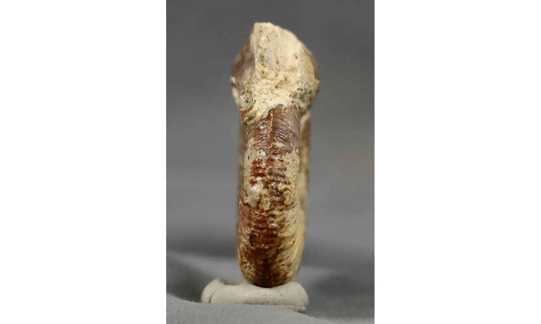 Procerites aurigera (Siemiradzkia)