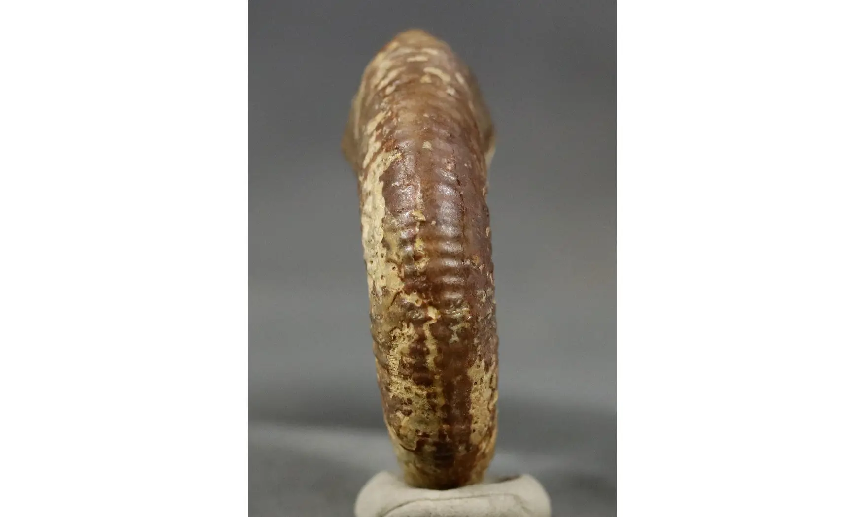 Procerites aurigera (Siemiradzkia)