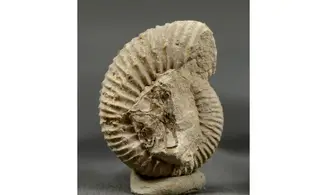 Garantiana
