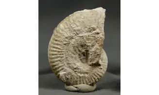 Ochetoceras lauthlingense