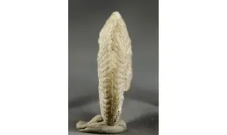 Ochetoceras lauthlingense