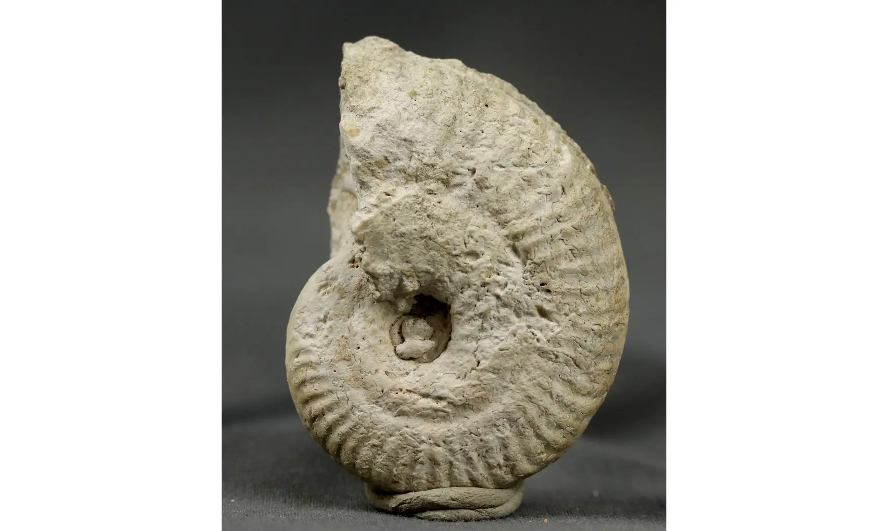 Ochetoceras lauthlingense