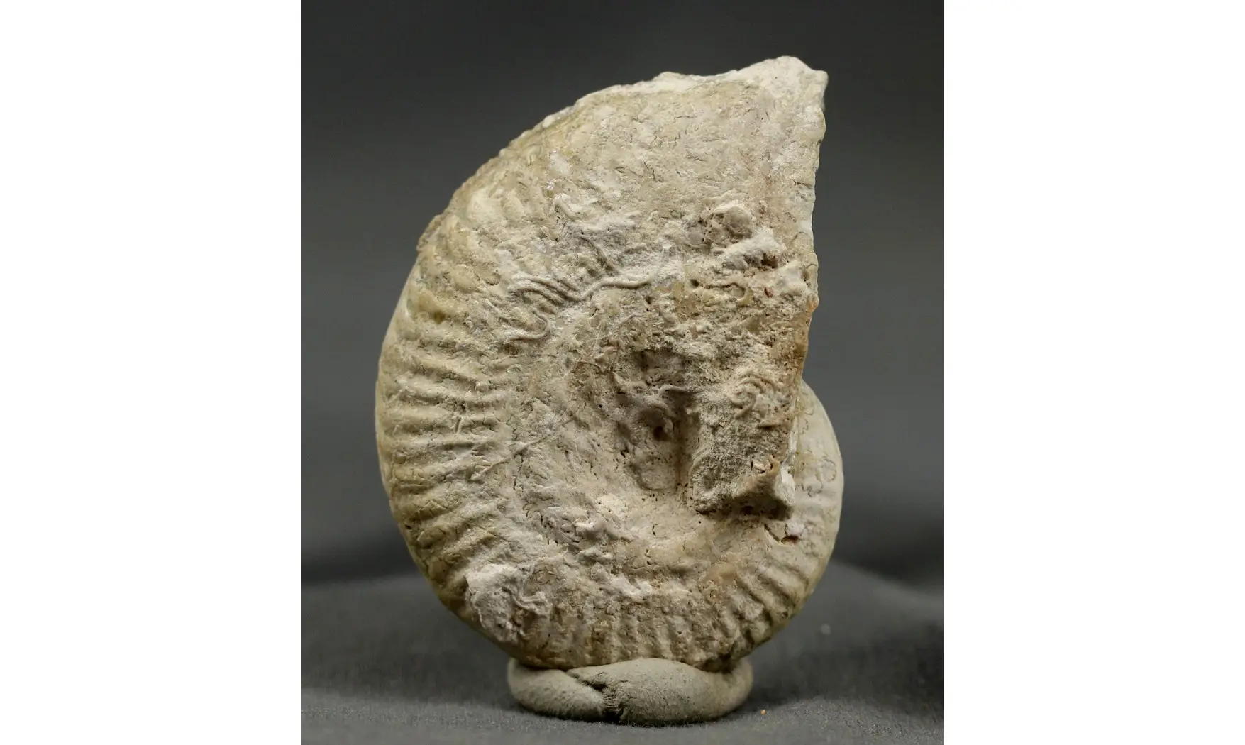 Ochetoceras lauthlingense