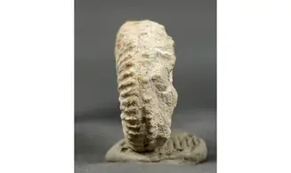 Garantiana