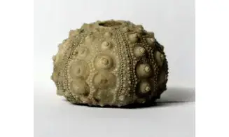 Hemicidaris purbeckensis