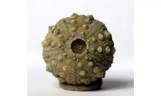 Hemicidaris purbeckensis