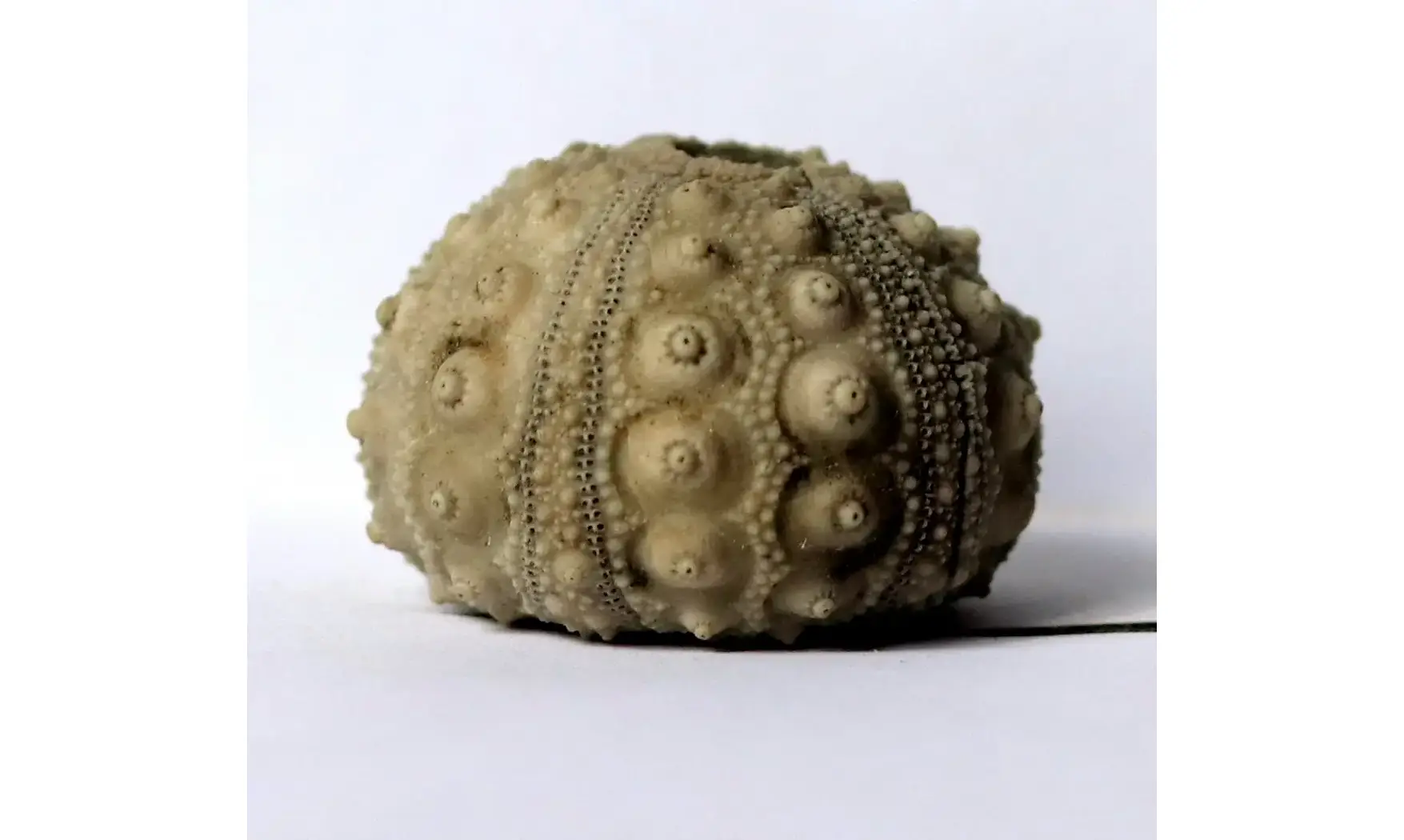 Hemicidaris purbeckensis